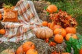 Beautiful autumn location with pumpkins, Halloween