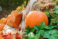 Beautiful autumn location with pumpkins, Halloween