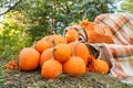 Beautiful autumn location with pumpkins, Halloween