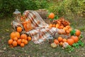 Beautiful autumn location with pumpkins, Halloween