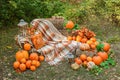 Beautiful autumn location with pumpkins, Halloween