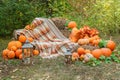 Beautiful autumn location with pumpkins, Halloween