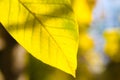 Beautiful autumn macro yellow leaves