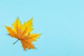 Beautiful autumn maple leaf on blue pastel background.  Place for text.  Minimal Royalty Free Stock Photo