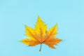 Beautiful autumn maple leaf on blue pastel background.  Place for text Royalty Free Stock Photo