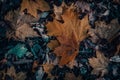 A beautiful autumn maple leaf lies on the ground. Royalty Free Stock Photo