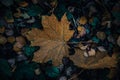 A beautiful autumn maple leaf lies on the ground. Royalty Free Stock Photo