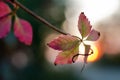 Beautiful autumn maple leaves background. Autumn, maple leaves. Royalty Free Stock Photo