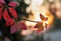 Beautiful autumn maple leaves background. Autumn, maple leaves. Royalty Free Stock Photo