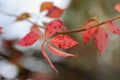 Beautiful autumn maple leaves background. Autumn, maple leaves. Royalty Free Stock Photo