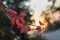 Beautiful autumn maple leaves background. Autumn, maple leaves. Royalty Free Stock Photo