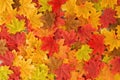 Beautiful autumn maple leaves background.