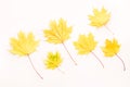 Beautiful autumn maple leaves background. Nature fall season Royalty Free Stock Photo