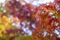 Beautiful autumn maple leaves foreground in yellow, orange and red color with colorful blurred bokeh background, Kyoto Royalty Free Stock Photo