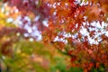 Beautiful autumn maple leaves foreground in yellow, orange, red and green color with colorful blurred bokeh background, Kyoto Royalty Free Stock Photo