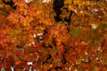 Autumn maple tree with vibrant multicolored leaves