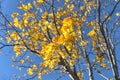 Beautiful autumn maple tree with yellow leaves against absolutely amazing clear blue sky. Selective focus, bottom view Royalty Free Stock Photo