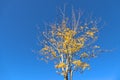 Beautiful autumn maple tree with yellow leaves against absolutely amazing clear blue sky. Selective focus, bottom view, copy space