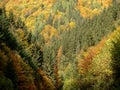 Beautiful autumn mixed forest