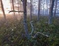 Beautiful Autumn morning landscape. Fog in swamps at dawn