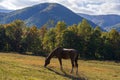 Horse grazing on the meadow in the autumn mountains. Royalty Free Stock Photo