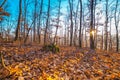 Beautiful autumn on a mountain with sun shining trough the woods Royalty Free Stock Photo