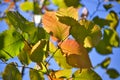 Beautiful autumn multicolored hazel leaves. Red, yellow, green against a blue sky. Close-up Royalty Free Stock Photo