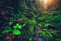 Beautiful autumn mysterious forest with small river in valley with green moisty foliage, trees lit by golden morning