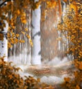 Beautiful autumn mystical background photo montage with a birch