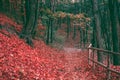 Beautiful autumn natural landscape. Red leaves and trees and path in the forest