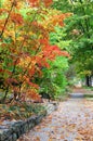 Beautiful autumn nature background. Royalty Free Stock Photo