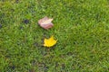 Beautiful autumn nature background . Yellow and brown fallen leaves on green grass background. Royalty Free Stock Photo