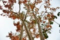 Beautiful autumn nature with colorful leaves, Lagerstroemia Royalty Free Stock Photo