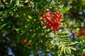 Beautiful autumn nature concept. A tree with red fruits - rowanberries. Sorbus torminalis Royalty Free Stock Photo