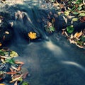 Beautiful autumn nature with a stream. Autumn leaves. Natural seasonal colored background