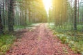 Beautiful autumn Northern forest coniferous landscape with path on the background of tree trunks Royalty Free Stock Photo