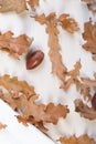 beautiful autumn oak leaves and acorns on a white slate or stone background lie in a chaotic order. view from above. Royalty Free Stock Photo