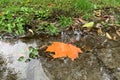 Beautiful autumn orange leaf in a puddle with raindrops, closeup