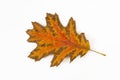 Beautiful autumn orange oak leaf Royalty Free Stock Photo