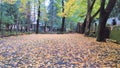 Beautiful autumn park. Autumn in Italy. Autumn trees
