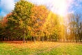 Beautiful autumn park with a carpet of fallen orange leaves maple trees in bright yellow sunlight in nature. Autumn landscape Royalty Free Stock Photo