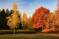 Beautiful autumn park with colorful red and yellow trees illuminated by morning sunlight