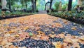 Beautiful autumn park. Autumn in Italy. Autumn trees and leaves