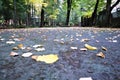 Beautiful autumn park. Autumn in Italy. Autumn trees and leaves