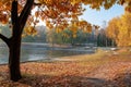 Beautiful autumn park at the morning. Yellowed trees illuminated by rising sun Royalty Free Stock Photo