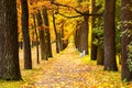 Beautiful autumn park. Royalty Free Stock Photo