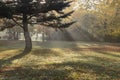 Beautiful autumn park during sunrise time  full of rays of the sun. Royalty Free Stock Photo