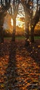 Beautiful autumn park during sunrise time full of rays of the sun. Royalty Free Stock Photo