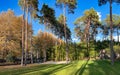 Beautiful autumn park with tall pines and fall color foliage on lindens