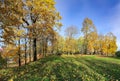 Beautiful autumn park with tall trees with yellow foliage and green grass lawns in Riga. Royalty Free Stock Photo